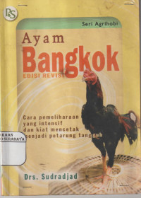 Ayam Bangkok : Cara Memelihara yang Intensif dan kiat mencetak menjadi petarung tangguh